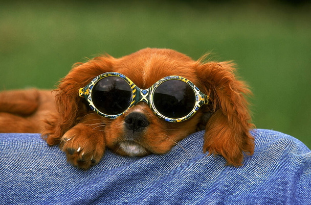 Cavalier King Charles Spaniel Dog, κουτάβι με γυαλιά ηλίου  - Φωτογραφία, εικόνα
