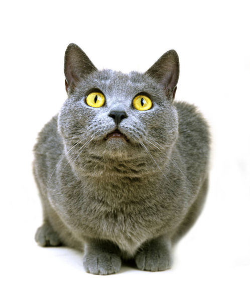 Chartreux Domestic Cat laying against White Background   - Photo, Image
