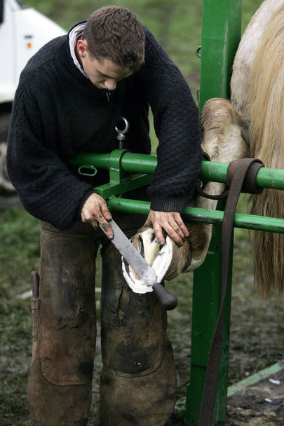 Σιδεράς με το άλογο Percheron, κουρεύοντας οπλές με Rasp   - Φωτογραφία, εικόνα