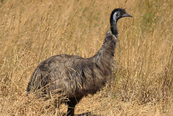 Emu, dromaius novaehollandiae, Adult standing in Long Grass, Australia   - Foto, Bild