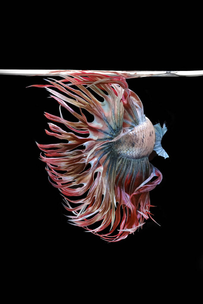 Λευκό κόκκινο και μπλε Crowntail, Λευκό κόκκινο και μπλε ψάρι betta, σιαμαία ψάρια καταπολέμηση, betta splendens (Halfmoon betta, Pla-kad (Δαγκωνιά ψάρια) απομονώνονται σε μαύρο φόντο. - Φωτογραφία, εικόνα