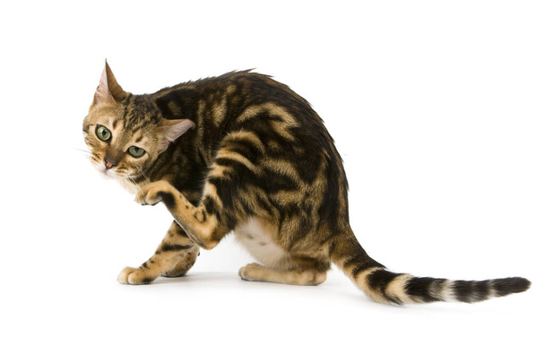 Brown Marbled Tabby Bengale domestique chat se gratter la tête
   - Photo, image