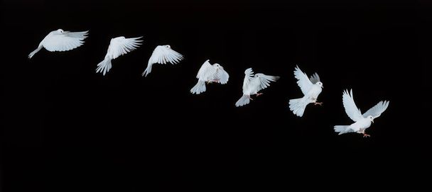 白い鳩,飛行中のコロンバの生活,動きのシーケンス     - 写真・画像