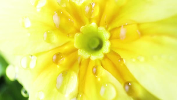 Gele bloemblaadjes in grote druppels water. Macro foto. Het concept van bloei, lente, zomer. - Video