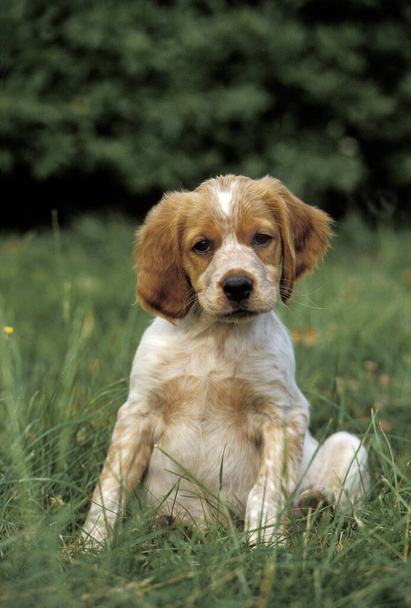 Brittany Spaniel Chien, Pup assis sur herbe
   - Photo, image