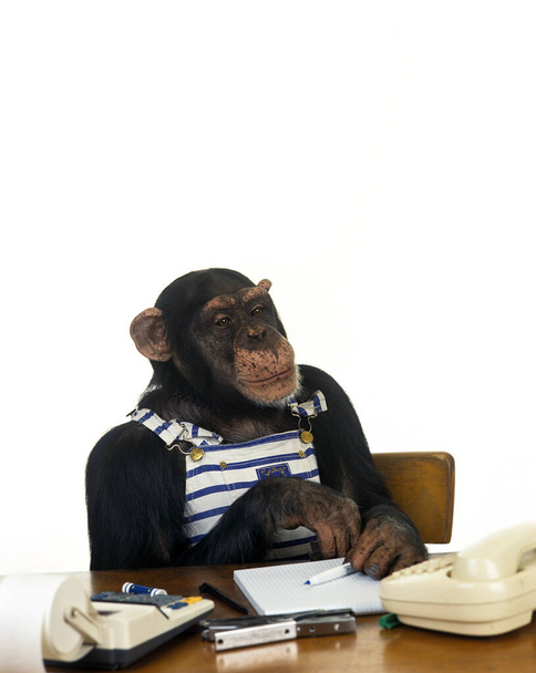 Χιμπατζής, τρωγλοδύτης, εκπαιδευμένο ζώο με αντρικά ρούχα   - Φωτογραφία, εικόνα