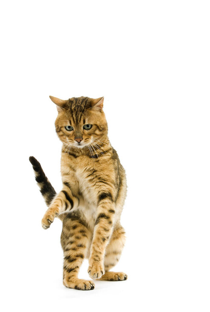 Brown Spotted Tabby Bengal Domestic Cat holding Paw up against White Background   - Фото, зображення