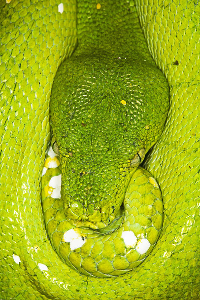 Green Tree Python, morelia viridis, Close up of Head   - Fotoğraf, Görsel