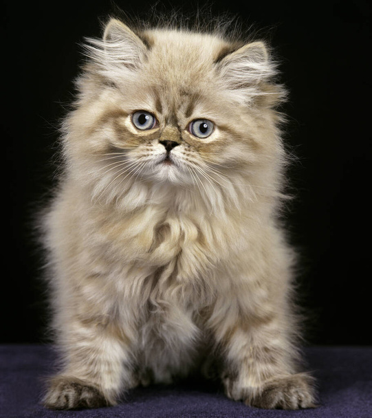 Colourpoint Seal Point Persian Domestic Cat, Kitten against Black Background   - Photo, image