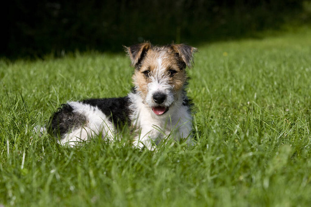 Drahthaariger Fox Terrier Hund, Welpe liegt auf Rasen      - Foto, Bild