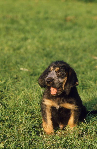 Griffon Nivernais Dog, Pup istuu nurmikolla
    - Valokuva, kuva