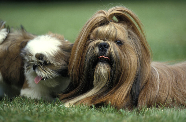 Shi Tzu Cão, Mãe e cachorro
   - Foto, Imagem