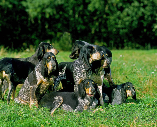Великий синій гасконський собака   - Фото, зображення