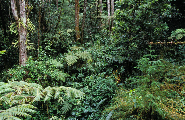 Tropical Forest with Luxuriant Vegetation, Hawaii    - Photo, image