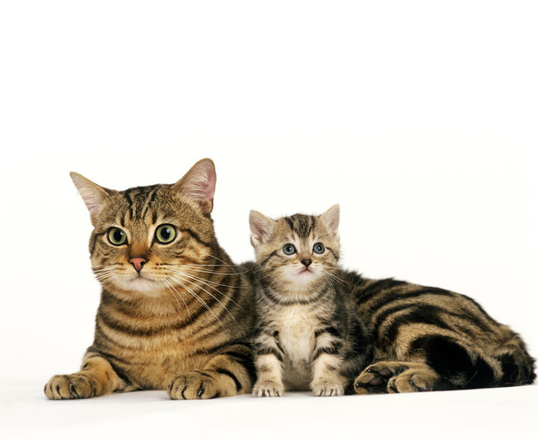 Ruskea Tabby kotimainen kissa, äiti ja kissa valkoista taustaa vasten
  - Valokuva, kuva
