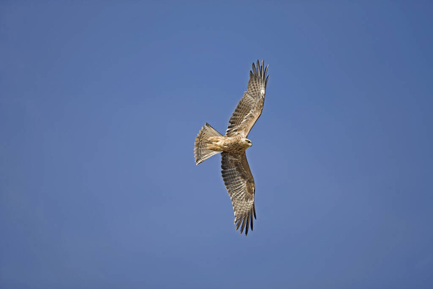 Black Kite, milvus migrans, in Flight  - 写真・画像