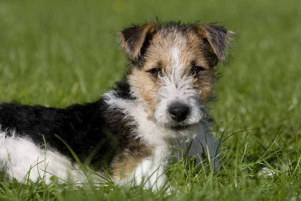 Wire-Haired Fox Terrier Dog, Pup laying on Lawn      - Photo, image
