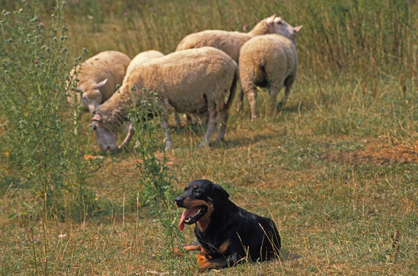 Rottweiller Koyunları koruyan köpek  - Fotoğraf, Görsel