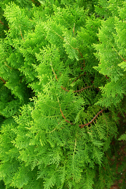 Leaves of pine tree or Oriental Arborvitae , Scientific Name:Thu - Photo, Image