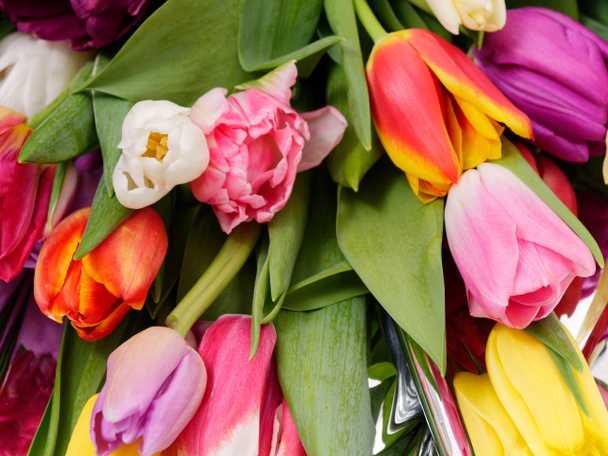 primavera tenera fiori tulipani su sfondo grigio 2020
 - Foto, immagini