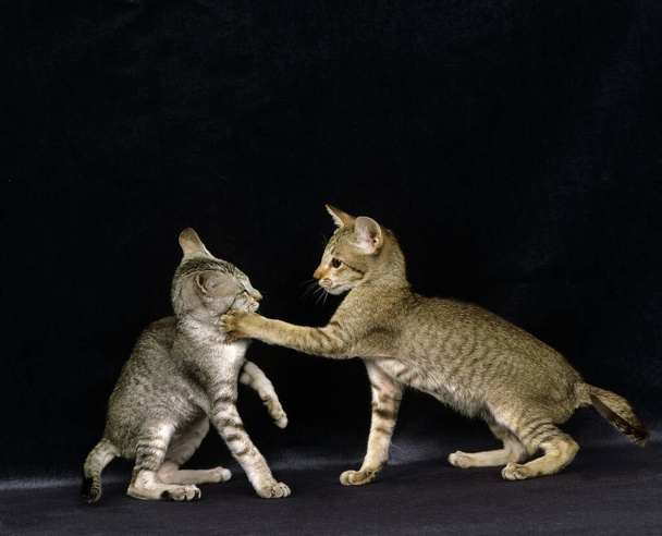 Oriental Domestic Cat, Adults fighting    - Фото, зображення