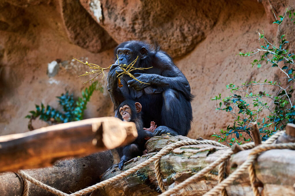 Szympans zjada liście z gałęzi drzewa.Szympans z dzieckiem - Zdjęcie, obraz