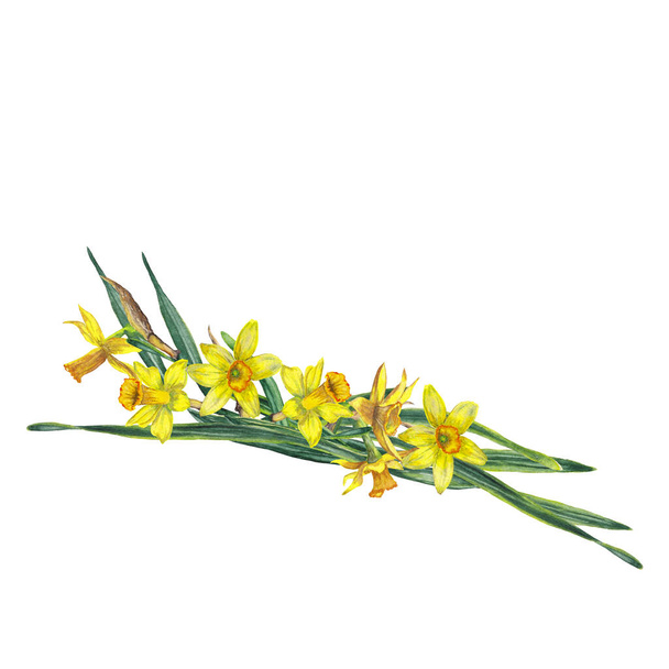 Garland of realistic yellow narcissuses and green leaves. Blossoming inflorescences. Festive and ceremonial decoration for spring events. Watercolor hand painted isolated elements on white background. - Fotó, kép