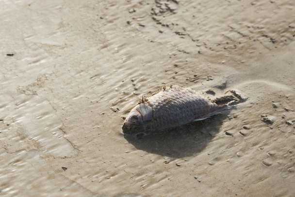 Kuolleen kalan ruumis kuivattuna voimakkaassa tuulessa laskuveden aikaan merellä talvella
 - Valokuva, kuva
