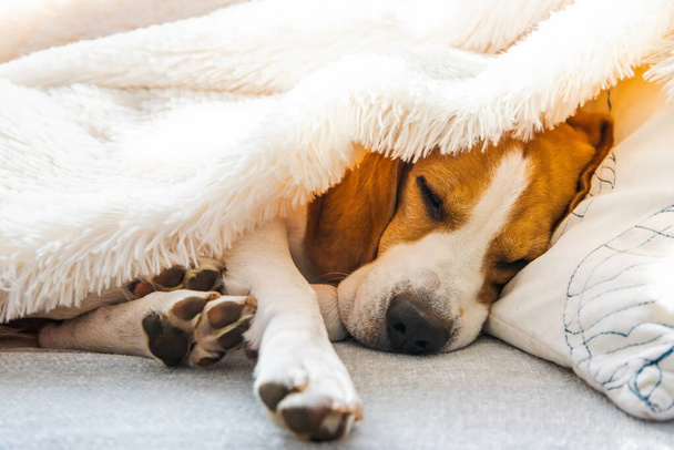 Adorable perro beagle duerme en un sofá debajo de la manta. Perro fondo brillante. Concepto canino
. - Foto, imagen
