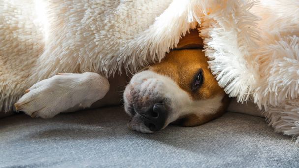 Adorable beagle dog sleeps on a sofa under blanket. Dog bright background. Canine concept. - Fotoğraf, Görsel