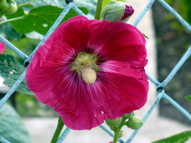 viola rosa bordeaux hollyhock fmallow malva fiore in giardino verde foglie recinzione in metallo
 - Foto, immagini