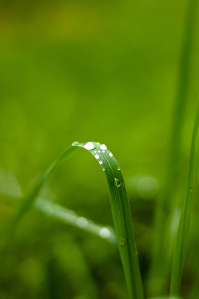 Elegante regendruppels op groene bladeren macro fotografie - Foto, afbeelding