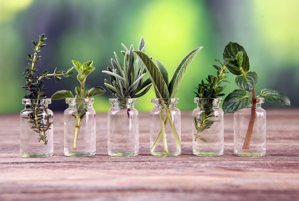 Homegrown and aromatic herbs in glass. Set of culinary herbs. Green growing sage, oregano, thyme, mint and oregano. - Фото, зображення