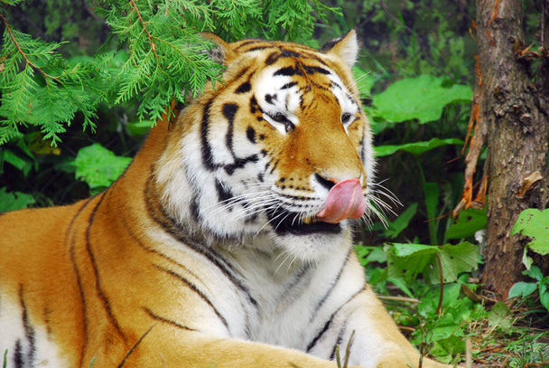 The tiger Panthera tigris a member of the Felidae family, is the largest of the four "big cats" in the genus Panthera. The tiger is native to much of eastern and southern Asia, and is an apex predato - Photo, Image