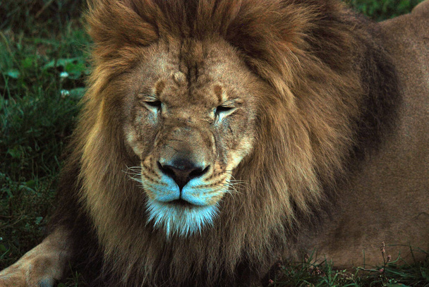 Лев є одним з чотирьох великих кішок у роду Panthera, і членом родини Felidae. Деякі самці масою понад 250 кг, це другий за величиною живий кіт після тигра. - Фото, зображення