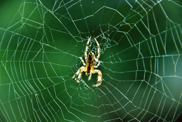 Κοντινό πλάνο του ιστού αράχνης στο δάσος - Φωτογραφία, εικόνα