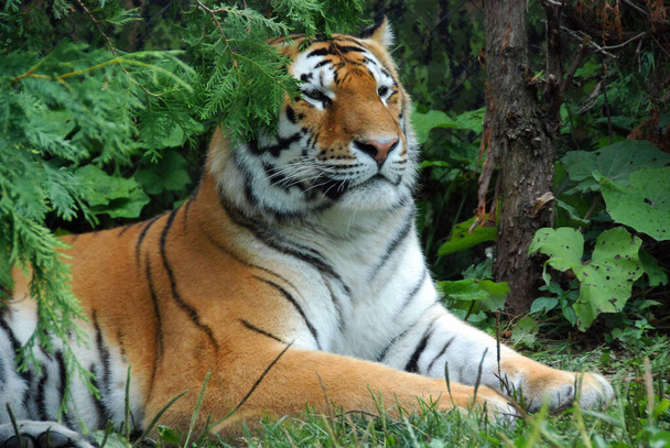 Тигр (Panthera ferris) - самый крупный вид кошек. Это третий по величине сухопутный хищник (позади только белого медведя и бурого медведя). - Фото, изображение
