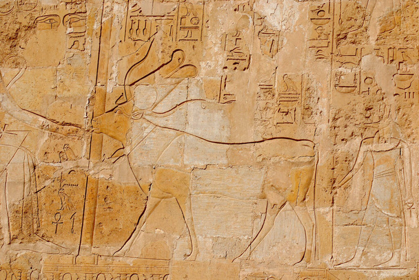 Hieroglyfiset kaiverrukset egyptiläisen muinaisen lämpötilan seiniin. Varhaiset "Hieroglyfit" olivat logogrammeja, jotka edustivat sanoja käyttäen graafisia lukuja, kuten eläimiä, esineitä tai ihmisiä..  - Valokuva, kuva