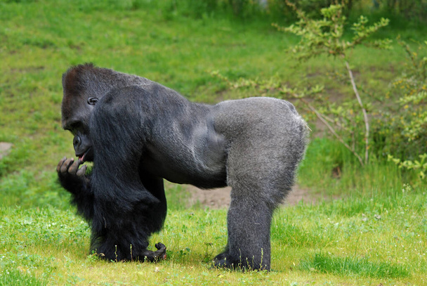 I gorilla sono la più grande specie esistente di primati. Si tratta di una dimora a terra, prevalentemente scimmie erbivore che abitano le foreste dell'Africa centrale. I gorilla sono divisi in due specie. - Foto, immagini