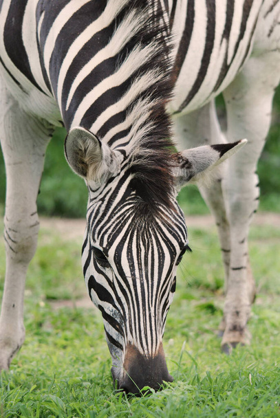 Zebra, Hluhluwe-Imfolosi Park, Dél-Afrika - Fotó, kép