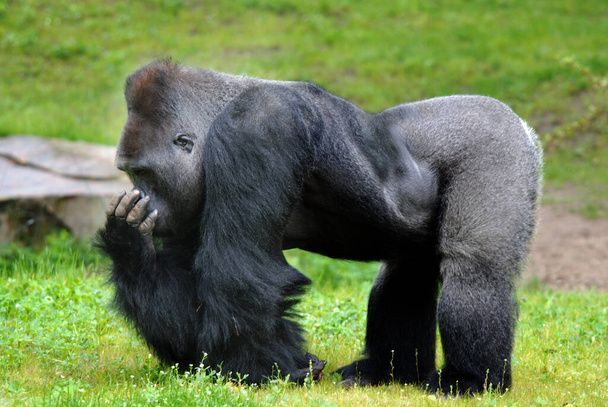 Los gorilas son las especies más grandes de primates existentes. Son simios terrestres, predominantemente herbívoros, que habitan en los bosques de África central. Los gorilas se dividen en dos especies. - Foto, Imagen