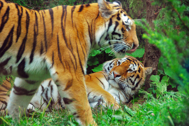 Tygr Panthera tigris, člen rodu Felidae, je největší ze čtyř "velkých koček" v rodu Panthera. Tygr je původem z velké části východní a jižní Asie, a je vrchol predátor - Fotografie, Obrázek