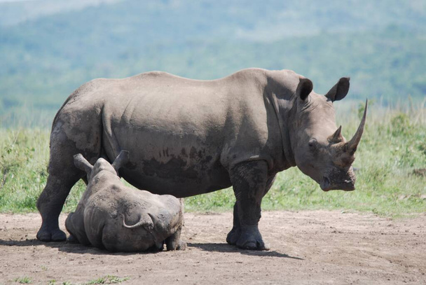 Rhinocéros de mère et veau dans le parc Hluhluwe-Imfolosi, Afrique du Sud - Photo, image