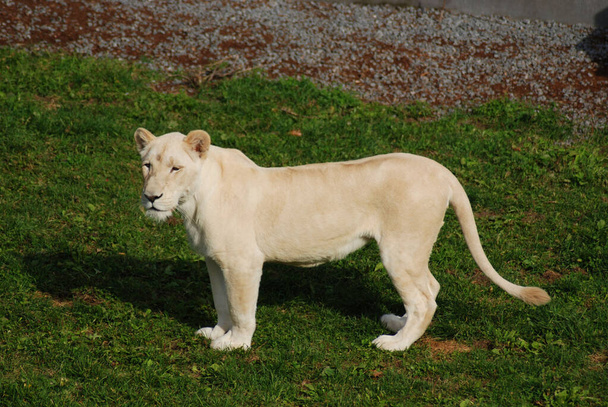 El león blanco se encuentra ocasionalmente en reservas de vida silvestre en Sudáfrica y es una rara mutación de color de la subespecie Kruger del león (Panthera leo krugeri). Ha sido perpetuado por la cría selectiva en zoológicos de todo el mundo. - Foto, imagen