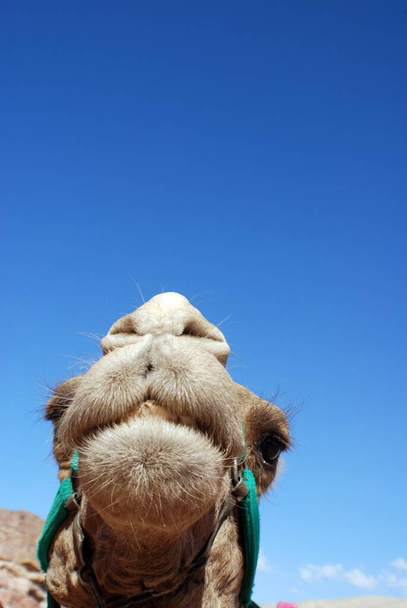 Camel Close Up. Camelus dromedarius un camello jorobado utilizado en Oriente Medio. Los camellos se utilizan para dar paseos y llevar cosas y turistas en Petra Jordania - Foto, imagen