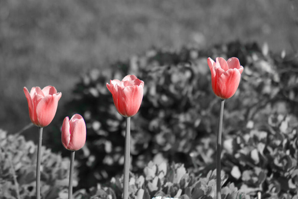 Tulipanes es una planta perenne, bulbosa con flores vistosas en el género Tulipa, de las cuales hasta 109 especies  - Foto, Imagen