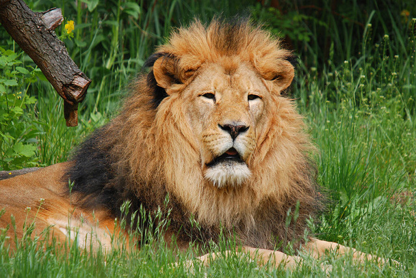 Lev je jednou ze čtyř velkých koček rodu Panthera a členem rodu Felidae. S několika samci o hmotnosti vyšší než 250 kg (550 liber) se jedná o druhou největší živou kočku po tygrovi - Fotografie, Obrázek