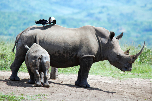 Mutter und Kalb Nashorn im Hluhluwe-Imfolosi Park, Südafrika - Foto, Bild