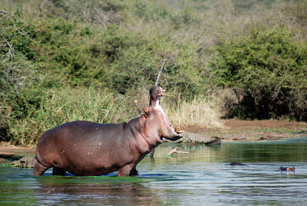 Ein Flusspferd (Hippopotamus amphibius) im Kruger Park Südafrika, einem der größten Wildreservate Afrikas, wurde 1926 Südafrikas erster Nationalpark. - Foto, Bild