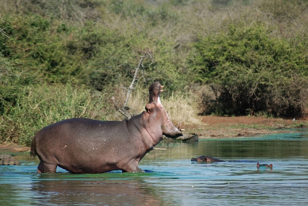 Un ippopotamo (Hippopotamus amphibius) Kruger park Sud Africa una delle più grandi riserve di caccia in Africa, divenne il primo parco nazionale del Sud Africa nel 1926. - Foto, immagini